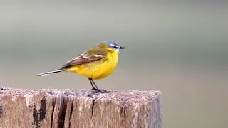 WAGTAILS