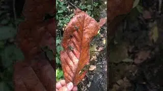 Leaf Colours