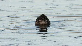 Learning the jizz of a female Teal - Anas crecca - wijfje Wintertaling / Kruibeke - Belgium / 2019