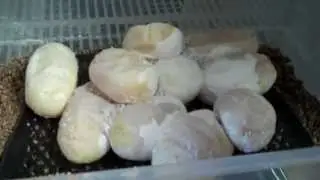 Are my python eggs ok? (help!)
