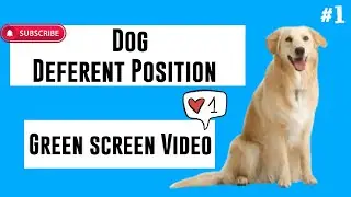 Stand Dog 4 deferent angle #greenscreenvideo #greenscreen #vfxeffects