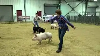Horrible pig judging Southern Classic