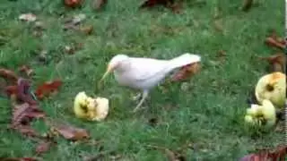 Hvid solsort / white blackbird