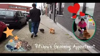 Pitchou's Grooming Appointment &bull; A dog's life 丨【International Couple 🇵🇭🇧🇪】