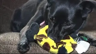 Hear Doggy! Giraffe from Quaker Pet Group
