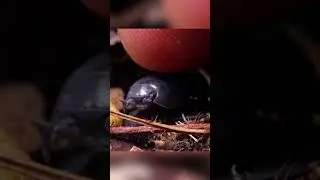 Petting a little isopod friend part 2 #isopods #bugs