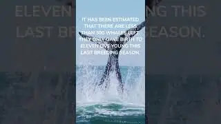 Whale Are Endangered. SAVE THE PLANET