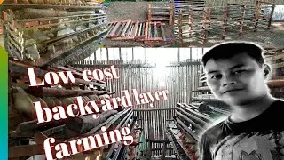 low cost battery cage for backyard chicken layer:made of wood and bamboo