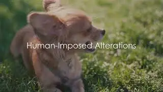 Debunking Myths: Dog Tail Docking and Ear Cropping