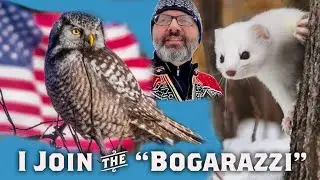 Patriotic HAWK OWL & Feasting ERMINE - Sax-Zim February Virtually Live 43: S4E8