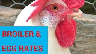 🐓🐔 UP and All India Broiler Rates. | Poultry Farming Hindi Rates |