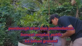pembongkaran dan pemindahan bonsai amplas putih (ficus exasperata)....