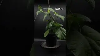 BABY CUCUMBER GROWING &ndash; 8 Day Time-Lapse from Sprout to Mini Veggie #cucumberplant #cucumber