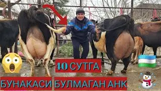 YARALANGAN QUSH XAMON UCHMOQDA BUNAQASI BÕLMAGAN🔥🔥🔥☃️☃️☃️ IXTIYOR AKA JANGA QAYTI BUGUN 
