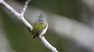 Short-tailed Pygmy-Tyrant (Myiornis ecaudatu) ca&ccedil;ula