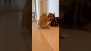A Cat Trained in Cleverness Watch This Genius Feline Solve Puzzles #animals #cat #pets