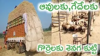 groundnut cakes & fodder supply |9704618849 | dairy feed supply