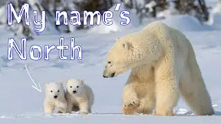 My life as a polar bear