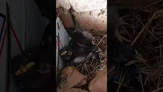 Magical Moments: Adorable Myna Bird Family Bonding Over Mealtime