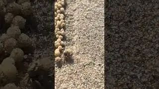 #beach crab 🦀 #small crab #beach video#Art of Sand Bubbler Crabs#crab videos @kullanariveedu2066 