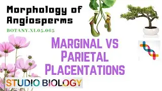 BOTANY XI.05.065 &ndash; Morphology of Angiosperms &ndash; Marginal vs Parietal Placentations