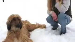 Afghan Hounds 