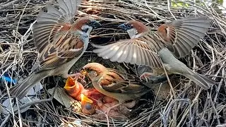 House sparrow birds are attacking baby My na birds while their mother is out foraging
