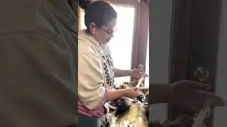 Processing a full Jacob fleece! #handspinner #sheep