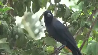 Birds of the world | 44 | House crow | Corvus splendens | Ceylon crow | Colombo crow | Ravens