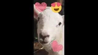 Lambs are the CUTEST! 🥰 #shorts