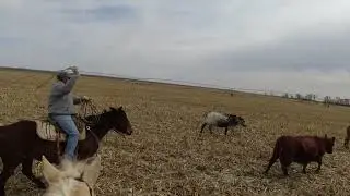 Fixing Calving Problems&hellip; I never complain when I get to rope something! 💥