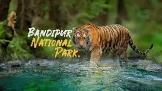 Bandipura to masinagudi road #wildkarnataka #wildlife #bandipura #masinagudi