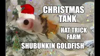 💜#SHUBUNKIN GOLDFISH💜  | 🎄CHRISTMAS TANK 🎄 |  💠HAT TRICK FARM 💠  | 🔴#BREEDING SHUBUNKINS 🔴