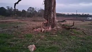 Cutting Down A Zillion Year Old Oak Tree