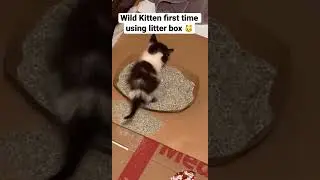 wild kitten learning to use litter box on her own #kitten #cat #cats #catlover #catvideos #kitten