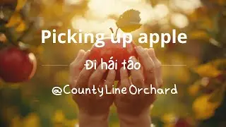 Picking up apple @ County Line Orchard. Đi h&aacute;i t&aacute;o