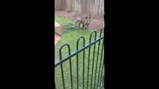 Crazy Kangaroo swimming in the pool!!
