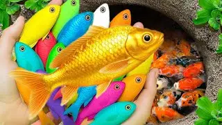 Złap piękne ryby akwariowe w małym stawie: małe ż&oacute;łwie, węgorze, czerwone gupiki, urocze rybki, kijanki🐠🐠🐠