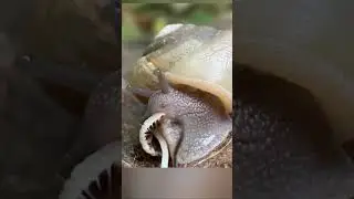Las mejores mascotas para departamentos o pisos #16: caracoles terrestres #caracoles terrestres