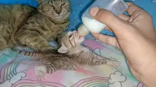 Rescue Kitten Gets Bottle Fed as Foster Mom Cat Watches 😿