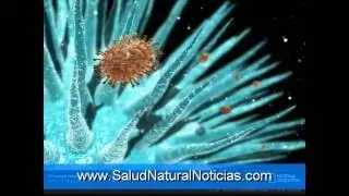 Beta Sitosterol Hair Loss Dosis (Endosterol Comentario)