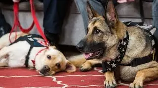 Meet the 2015 Hero Dogs &ndash; Part 1