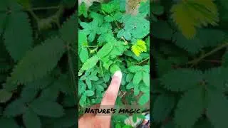 Chui-Mui(Touch Me Not) Nature's magic #shorts #nature  #magic