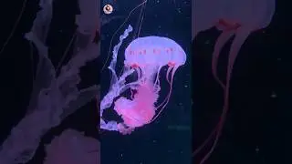 Jellyfish have no brain 🧠 no blood, no heart 🤯 #shorts #shortfeed #nepal
