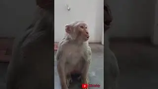Funny teddy to monkey 🙉🧸 #funny #mrcrazyteddy #teddybear #crazyteddy#mrcrazyteddy#funnyshortvideos