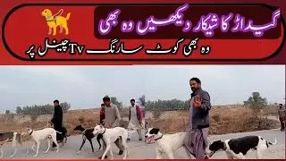 hunting with expert dog hunting is panjab #hunting ,/gedar Ka Shikar