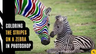 28-Coloring the stripes on a zebra in photoshop