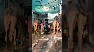 Mashallah washing camels❤️kitna camel ha video me? #bakraeid #bakraeidspecial #bakra #mandi #qurbani