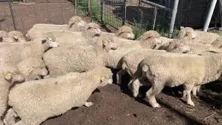 Poll Dorset merino lambs 2