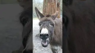 Melba a des choses &agrave; dire 🤭🎤🎶 #ane #avonanes #donkey #animals #shorts #cute #nature #donkeysounds
